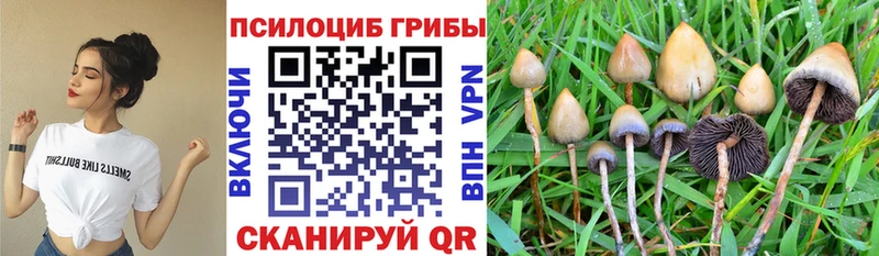 где купить наркоту Полысаево Псилоцибиновые грибы прущие грибы
